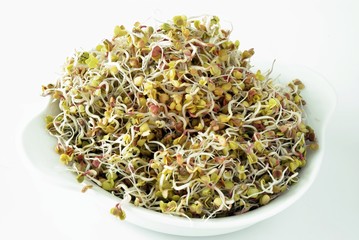 radish seeds germination