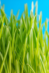 Green grass against the sky background