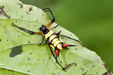 Spider, Micrathena sp. from Ecuador