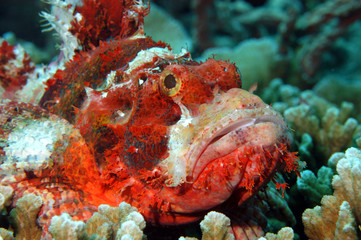 Fototapeta na wymiar Ragged Scorpion fish