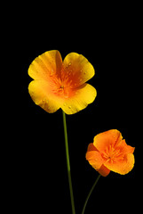 Obraz premium Kalifornischer Mohn - California poppy 06