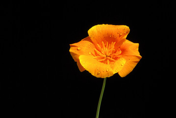 Obraz premium Kalifornischer Mohn - California poppy 07