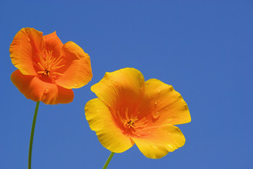 Kalifornischer Mohn - California poppy 13
