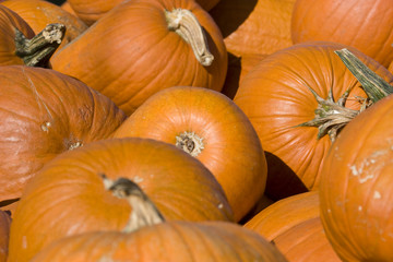 Kürbis