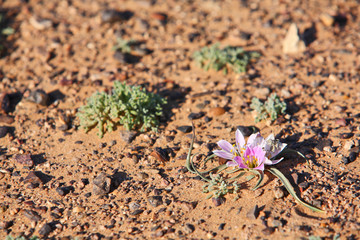 Lonely flower in the stone desert