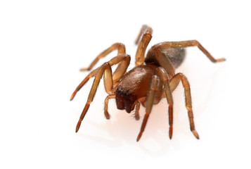 araignée