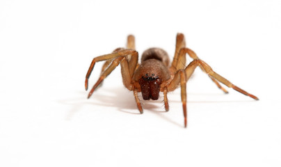 araignée