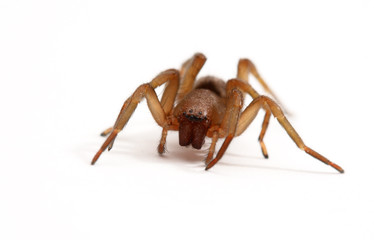 araignée
