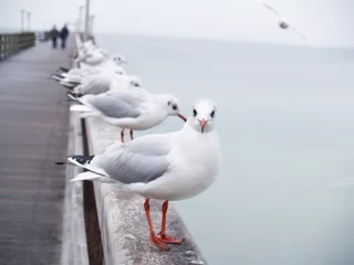Möwe © MeerPixel