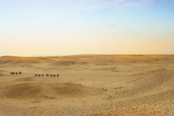 Camels on the Giza plateau, Cairo, Egypt