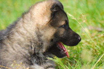 berger malinois