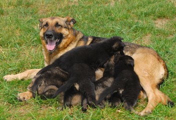 german shepherd