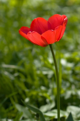 red tulip in the field