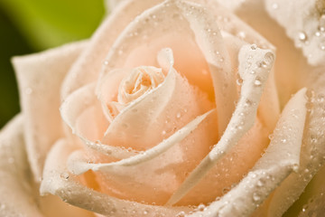 tea-rose