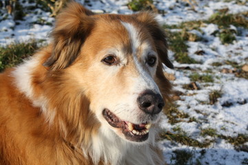 Ein treuer Collie Mischling im Schnee