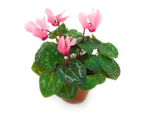 flowers background