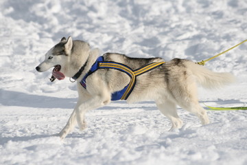 Husky
