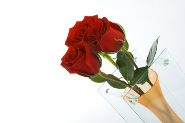 Roses in the vase