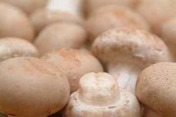 Chestnut Pilz als Beilage oder im Salat geeignet