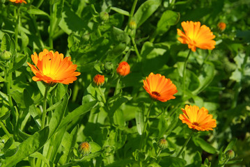 Ringelblume - calendula 10