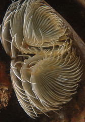 Fan worms