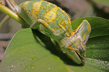 Chamäleon