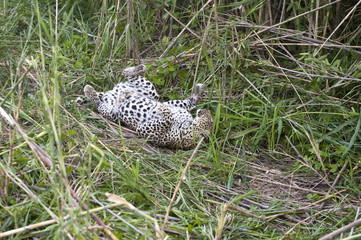 Leopard resting at Kruger national park.