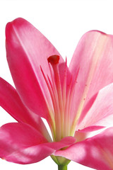 Fototapeta premium Lily