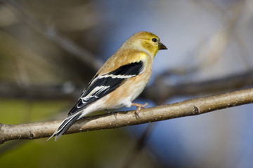 American Goldfinch