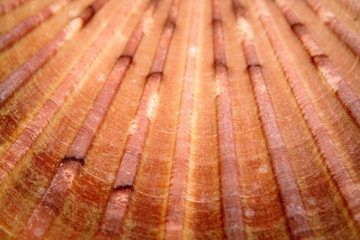 Abstract shell texture background