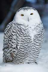 Snow owl
