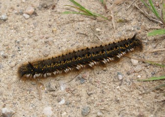 Butterfly's larva of Russia 2