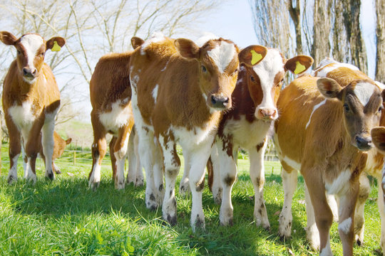 Group of calves on dairy farm