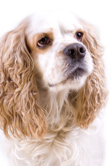 cute dog on a white background