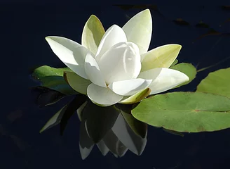 Foto auf Acrylglas Wasserlilien Teichrose