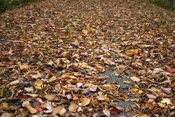 Path of fallen leaves