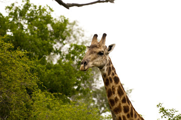 Giraffe in kruger national park