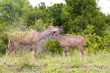 Kudu mother with her cub