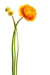 yellow flower