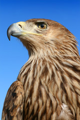 Assidenous eagle