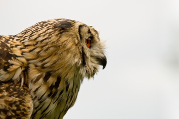 great horned owl