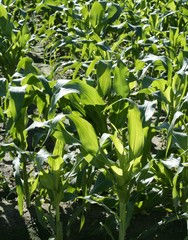 Corn fields growing up in mediterranean lands