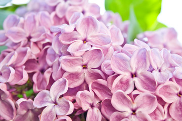 Naklejka premium Tło kwiaty bzu