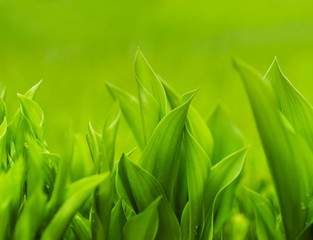 Fototapeta na wymiar Świeże zielona trawa (płytkie DOF)