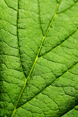 Green leaf texture