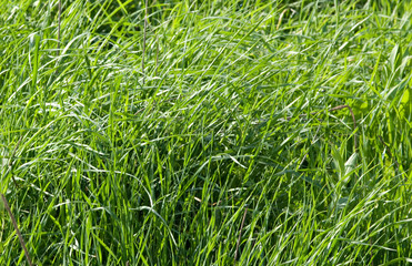 Grass pasture