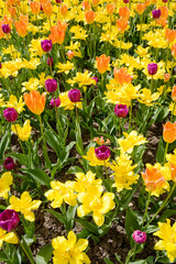 Obraz premium Flower Bed Background