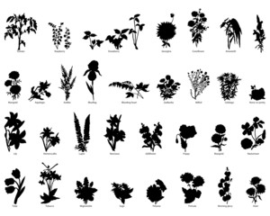 flowers silhouettes set