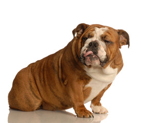 english bulldog giving some really bad attitude