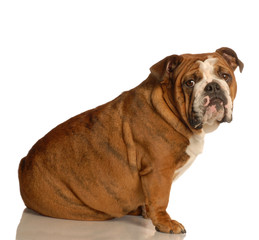 red brindle english bulldog sitting